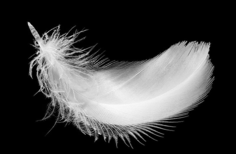 Photo of white feather by Jurisam for Thinkstock, Getty Images