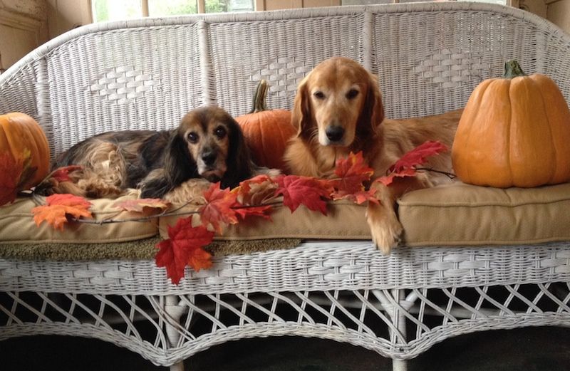 Pups among the pumpkins: Kelly and Ike, Peggy's faithful Halloween hounds today