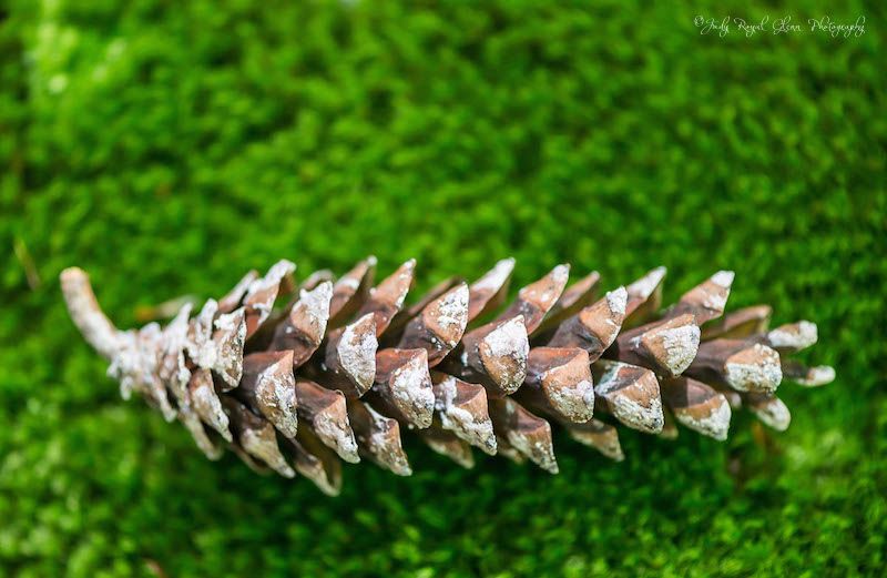 Photo of a pine cone by Judy Royal Glenn