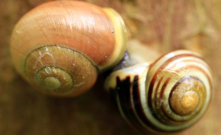 A pair of snail shells