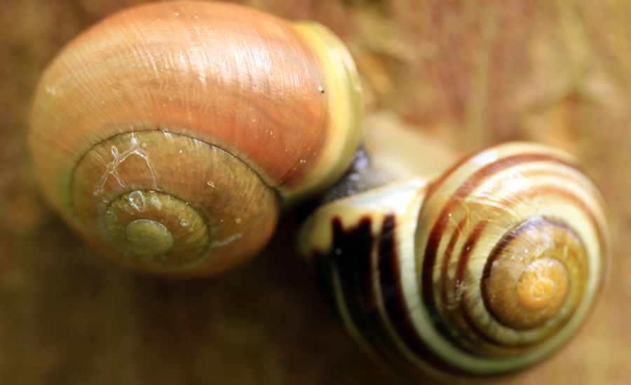 A pair of snail shells
