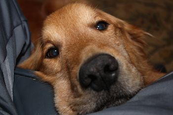 Brooks, a loving gaze from an adopted senior pet.