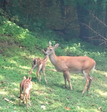 Deer in Michelle's backyard.