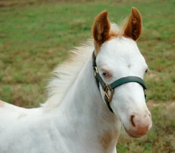 Pete, the once-wild colt