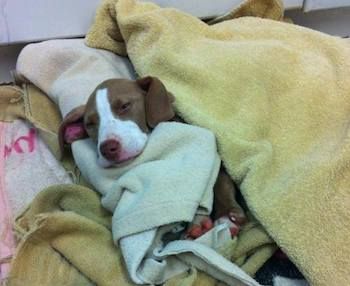 Phoenix, on the mend, takes a power nap. Photo South Suburban Humane Society