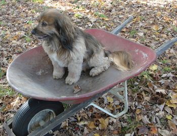 Kelly the spaniel helps rake the leaves.