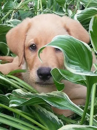 Rugby the puppy hiding among the hostas