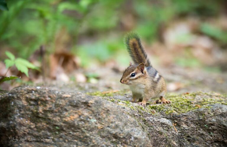 A wary chipmunk in the State Botanical Garden of Georgia