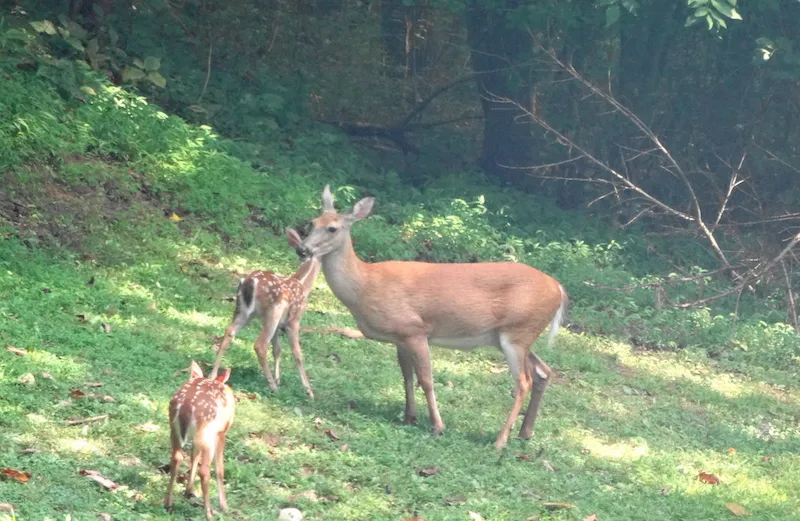 Signs of God's love in Michelle's backyard.