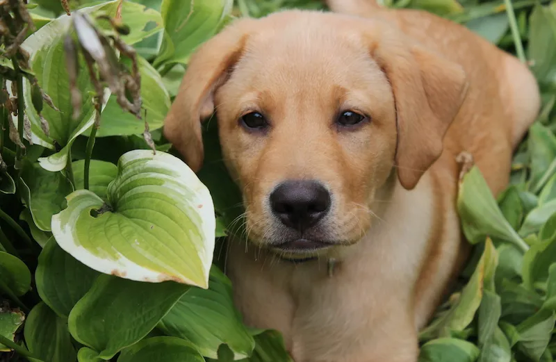 Like this puppy peeking out, even when you're hiding, God sees you.