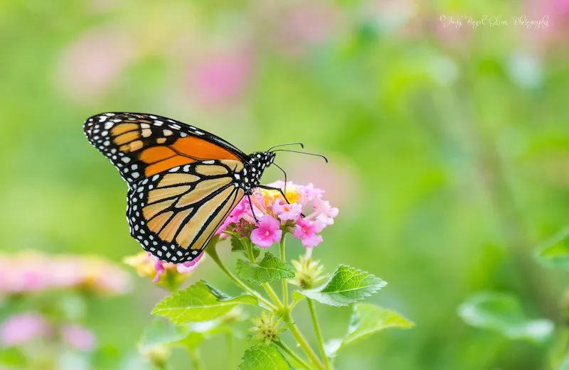 The miraculous Monarch butterfly. Photo by Judy Royal Glenn.