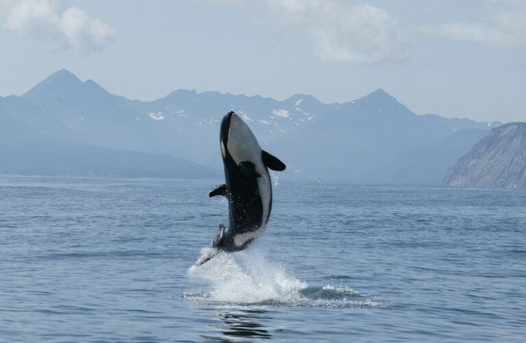 An orca whale leaping. Photo by Tatiana Ivkovich for Thinkstock.