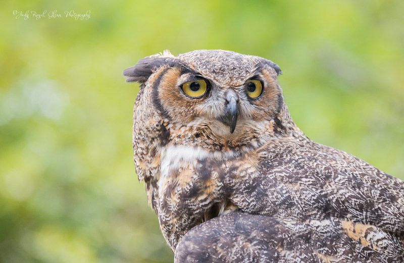 A Great Horned Owl at Callaway Gardens. Photo by Judy Royal Glenn.