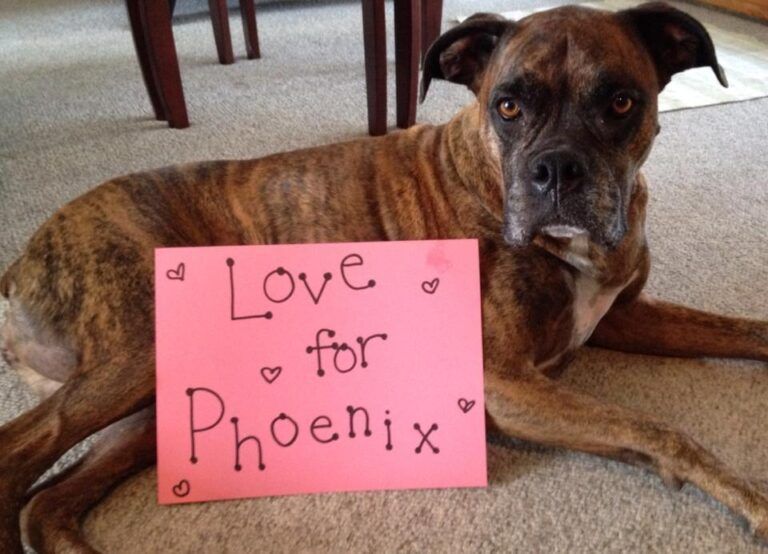 A fellow canine sends Phoenix a get-well card on Facebook.