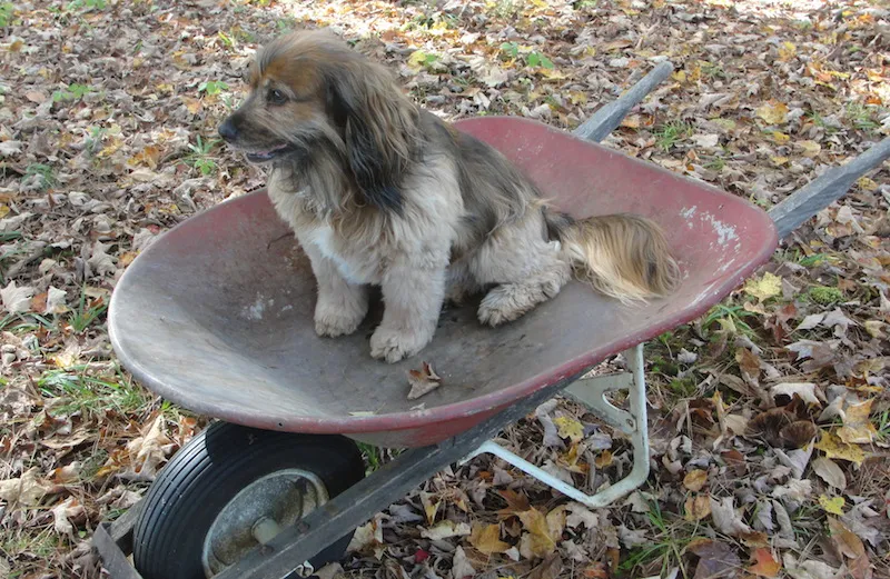 Kelly the spaniel helps rake the leaves.