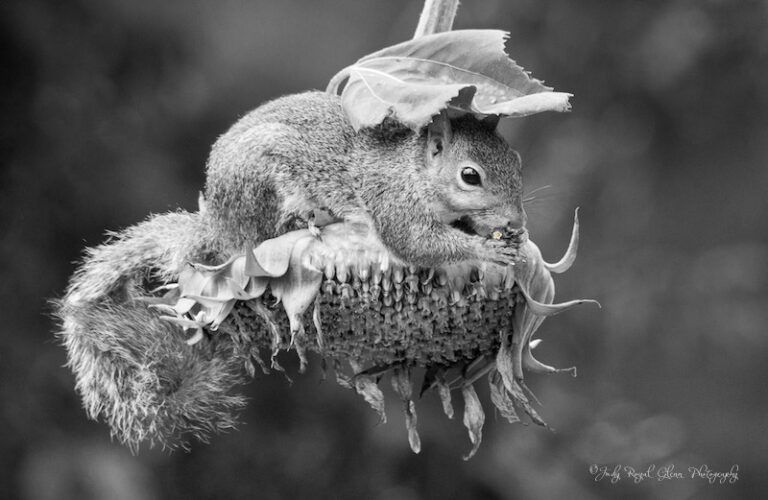 A thankful squirrel. Photo by Judy Royal Glenn.