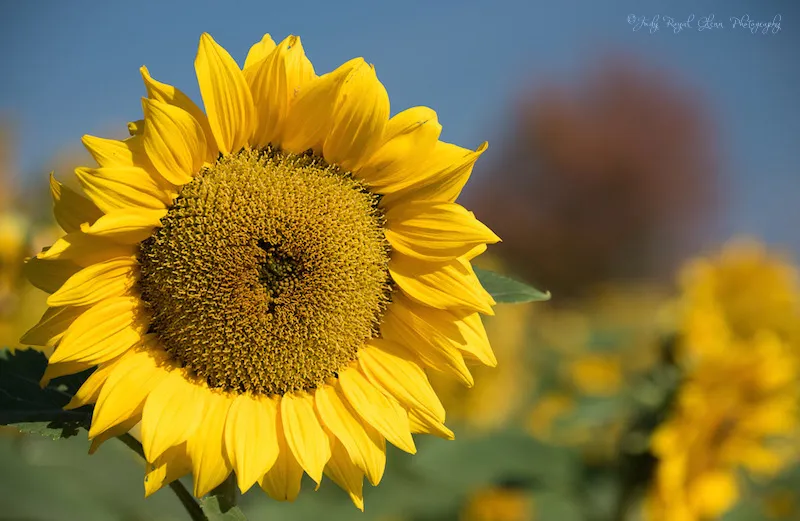 A sunflower connected to its source. Photo by Judy Royal Glenn.