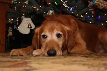 Peggy's dog Ike under the Christmas tree.