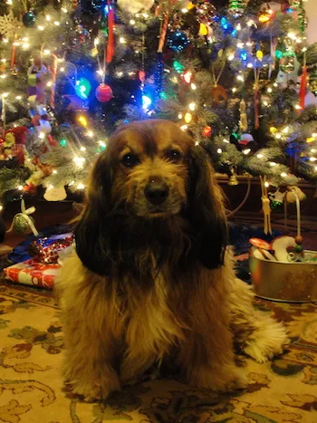 Kelly Frezon under the Christmas tree.