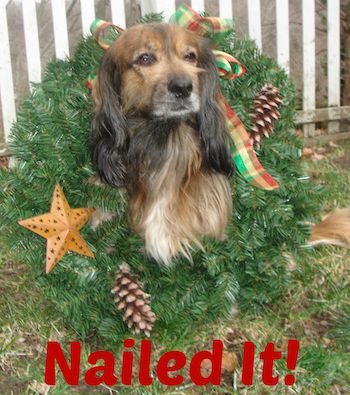 Peggy begins the fun process of making a Christmas wreath with her pets.