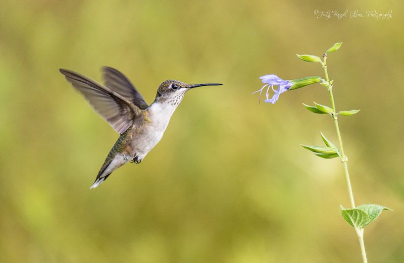 A ruby-throated hummingbird. Photo by Judy Royal Glenn.