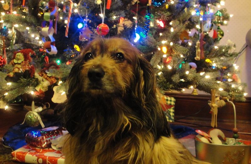 Should a pet be under the tree this Christmas? Photo courtesy Peggy Frezon.