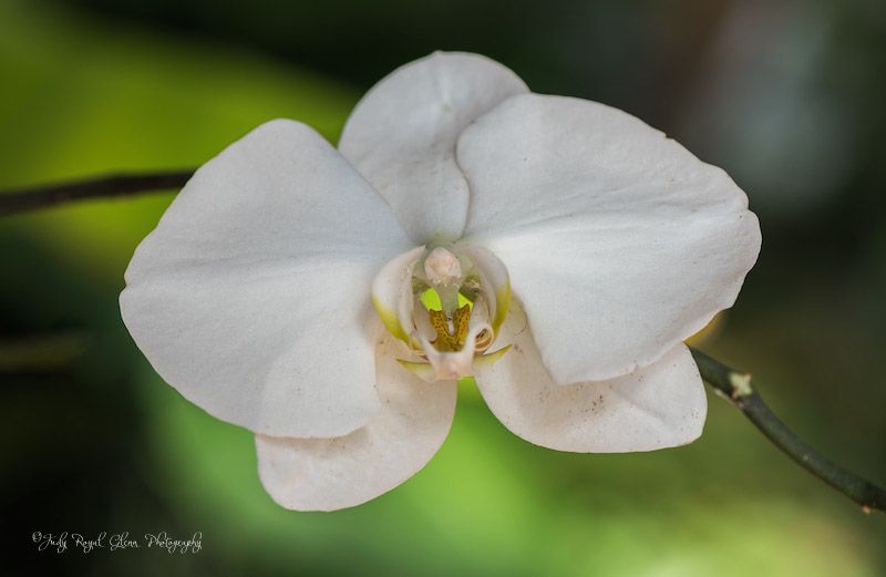 A wonderfully made orchid. Photo by Judy Royal Glenn.