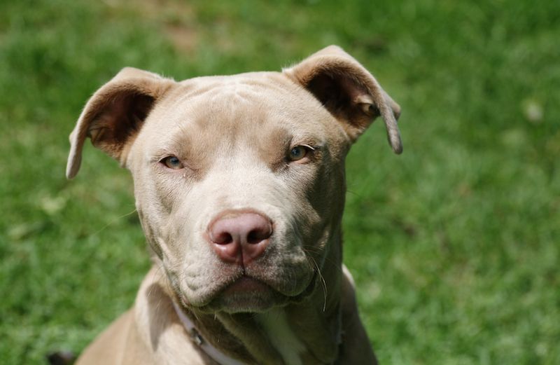 Don't judge a pit bull based on fear. Photo by Sue Mack, Thinkstock.