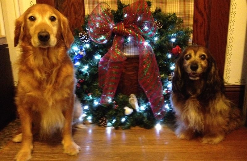 Golden retriever Ike and spaniel Kelly pose with a finished wreath.