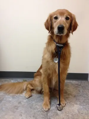 Peggy's dog Ike wearing a stethoscope.