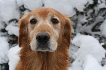 Peggy's spaniel Kelly in the snow.