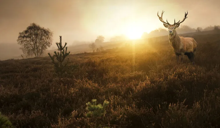 Deer in a meadow at sunset