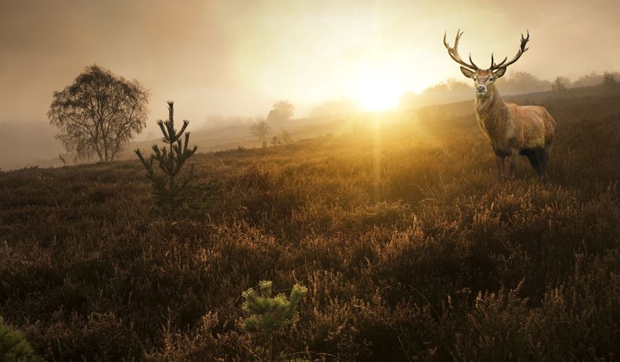 Deer in a meadow at sunset