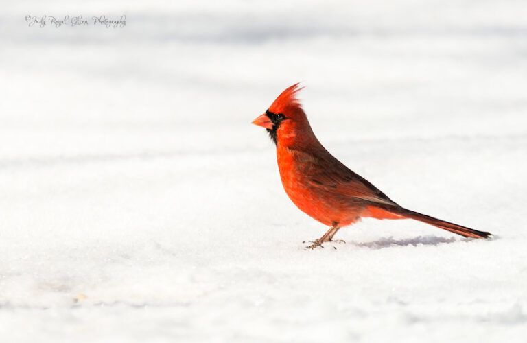 A cardinal in the snow. Photo by Judy Royal Glenn.