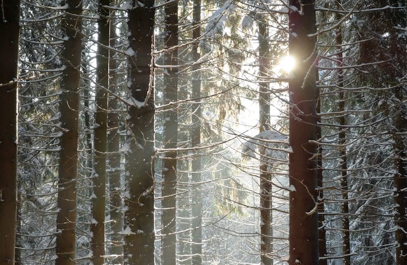 Sun shining through snowy branches. Photo by Sinelev, Shutterstock.