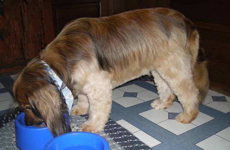 Peggy's spaniel Kelly chows down.