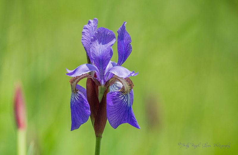 Iris. By Judy Royal Glenn.