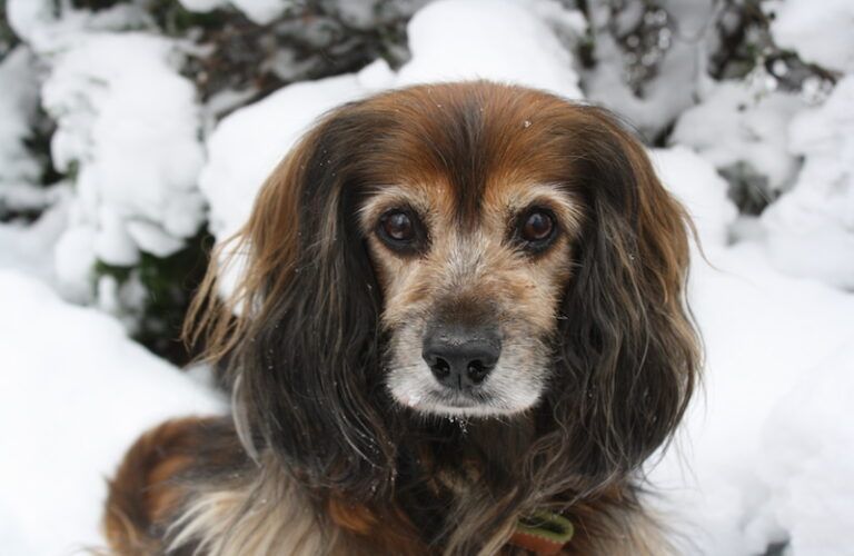 Peggy's dog Kelly in the snow.