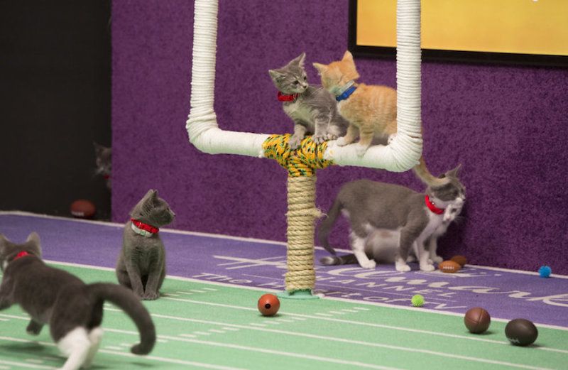 Kittens on the goalpost. Photo Hallmark Channel, Kitten Bowl.
