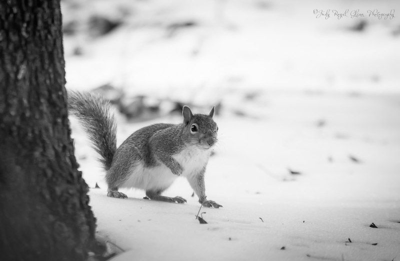A squirrel in the snow. Photo by Judy Royal Glenn.