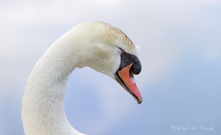 A swan. Photo by Judy Royal Glenn.