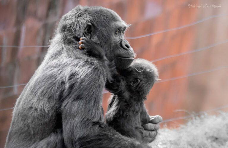 Gorilla mama and baby at Zoo Atlanta. Photo by Judy Royal Glenn.