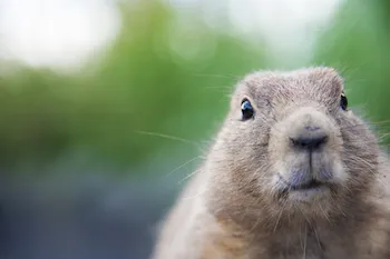 A groundhog. Photo by Ingevd Meeberg, Thinkstock.