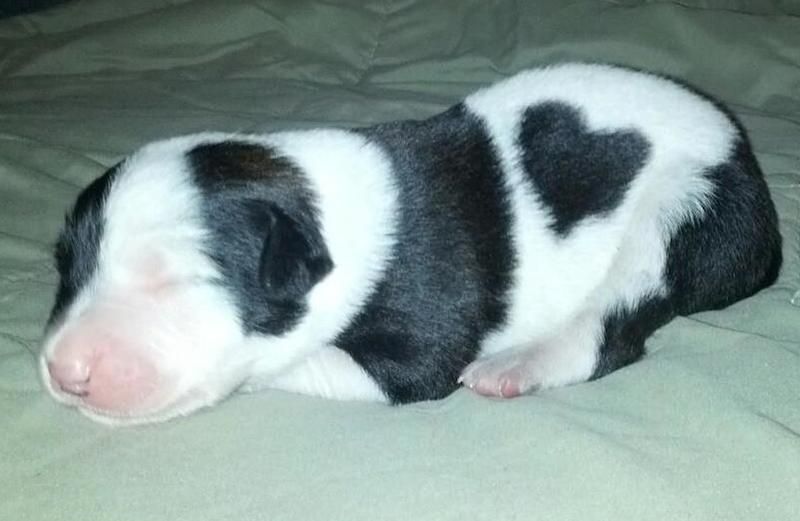A heart-marked puppy! Photo by Lisa Garcia.