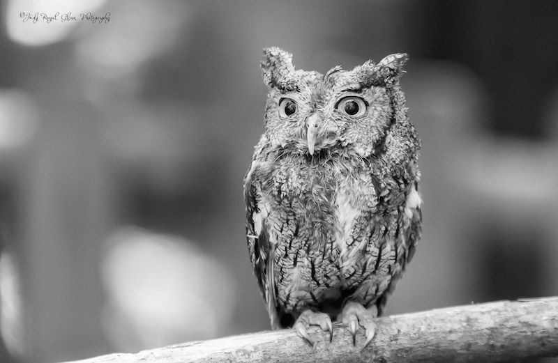 Archimedies, a gray screech owl. Photo by Judy Royal Glenn.