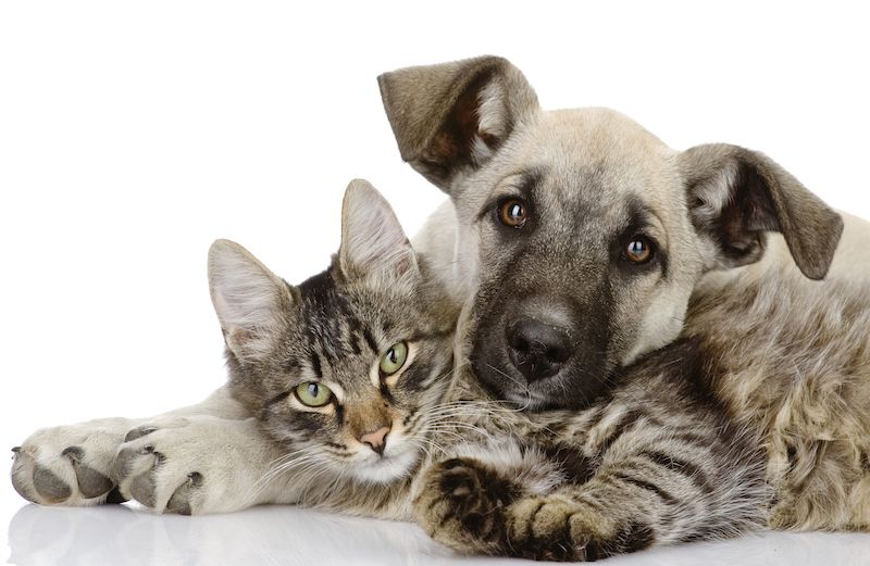 How to care for your pets. Photo by Александр Ермолаев, Thinkstock.