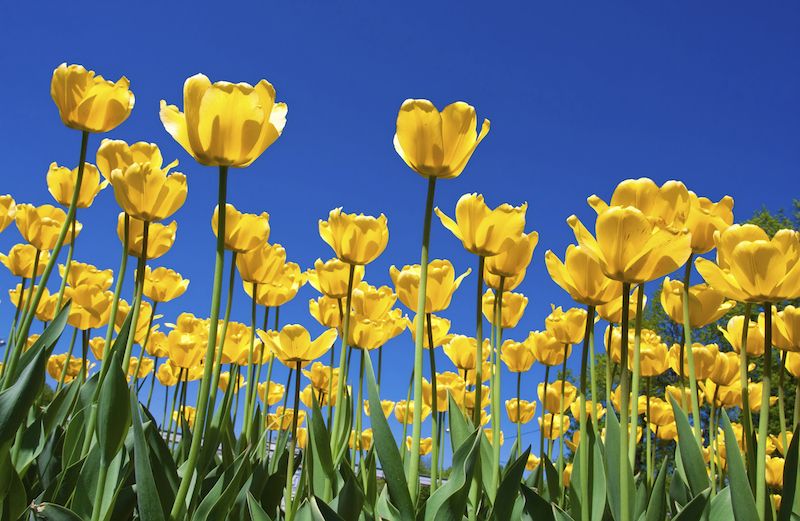 Spring tulips. Photo by iSailorr, Thinkstock.