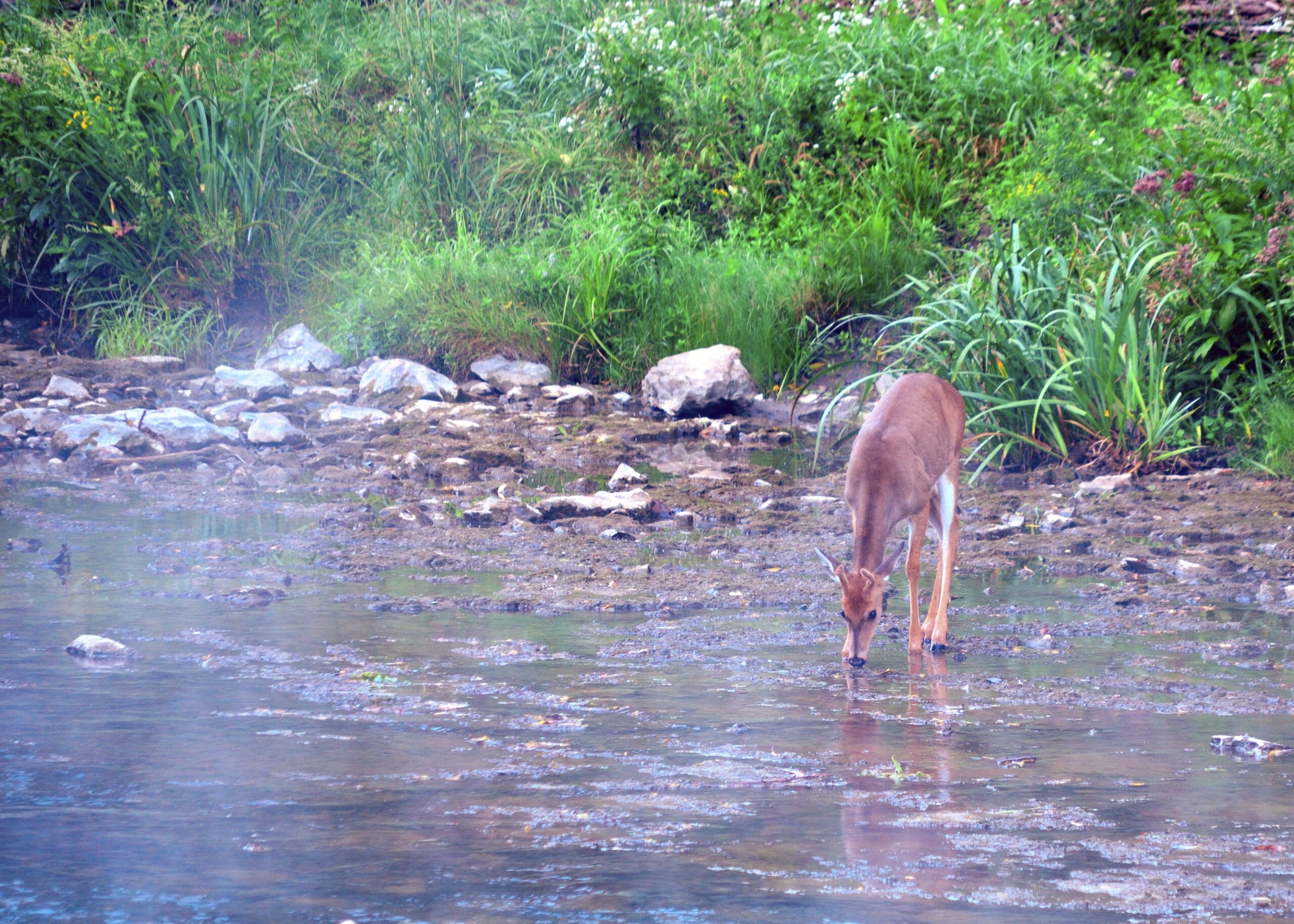 A doe drinks from a river