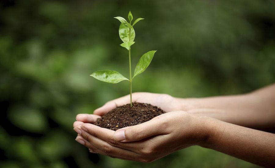 Hands holding a seedling. Thinkstock.