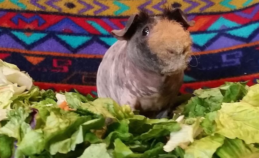 Buford the guinea pig, surrounded by his favorite salad. Photo by Dawn Miklich.